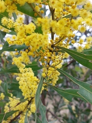 Acacia rubida
