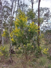 Acacia rubida