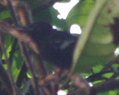 Microrhopias quixensis