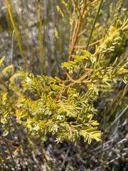 Olax stricta