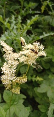 Leucozona glaucia