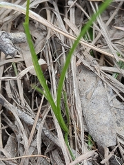 Hypoxis