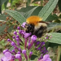 Bombus pascuorum