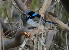 Malurus cyaneus