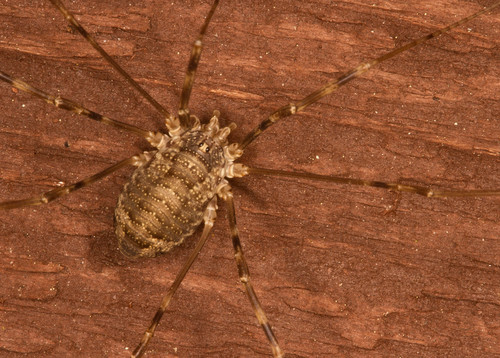 Opilio parietinus