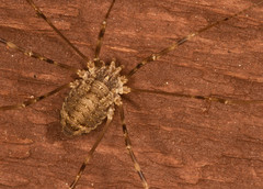 Opilio parietinus