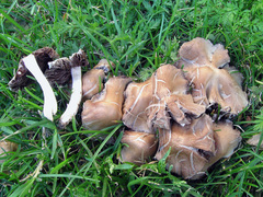 Candolleomyces candolleanus