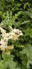 Leucozona glaucia