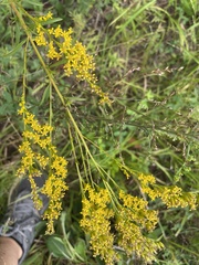 Solidago pinetorum