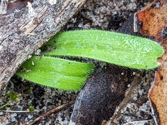Caladenia latifolia