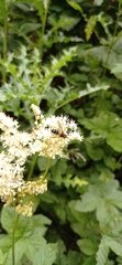 Leucozona glaucia