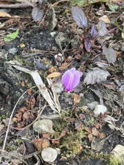 Cyclamen hederifolium