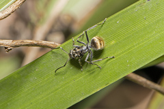 Polyrhachis aurea