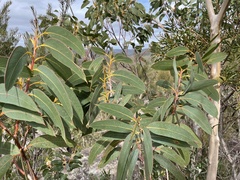 Eucalyptus luehmanniana
