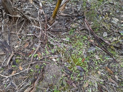 Caladenia latifolia
