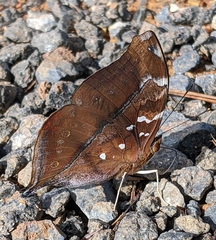 Doleschallia bisaltide