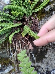 Asplenium viride