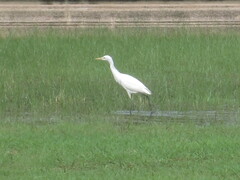 Ardea intermedia intermedia