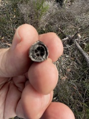 Eucalyptus luehmanniana