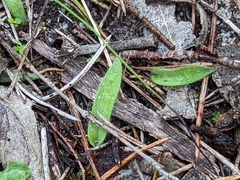 Caladenia latifolia