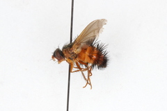Hystricia abrupta