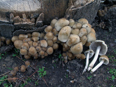 Candolleomyces candolleanus