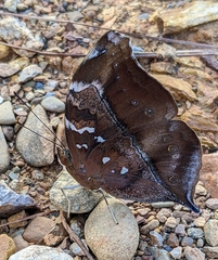 Doleschallia bisaltide