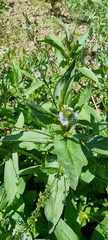 Veronica anagallis-aquatica