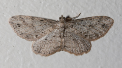 Boarmia symmorpha