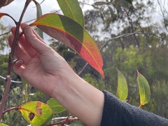 Eucalyptus luehmanniana