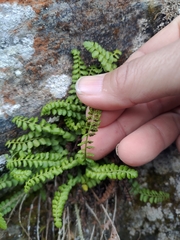 Asplenium viride