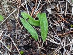 Caladenia latifolia