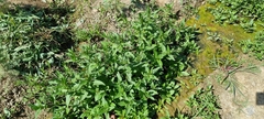 Veronica anagallis-aquatica
