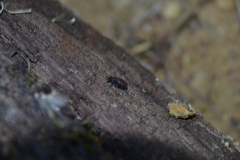 Otiorhynchus rugosostriatus