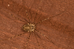 Opilio parietinus