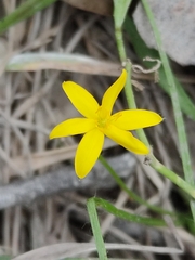 Hypoxis