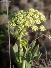 Crithmum maritimum