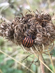 Graphosoma italicum italicum