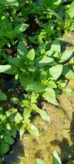 Veronica anagallis-aquatica