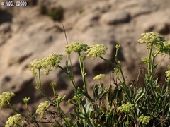 Crithmum maritimum
