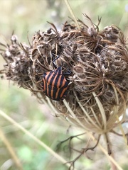 Graphosoma italicum italicum