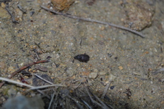 Otiorhynchus rugosostriatus