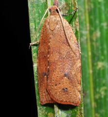 Planotortrix