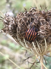 Graphosoma italicum italicum