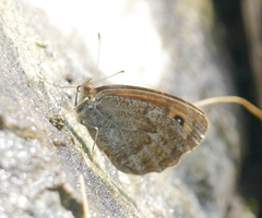 Erebia styx