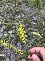 Melilotus officinalis