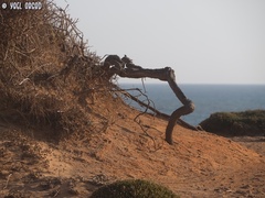 Lycium schweinfurthii