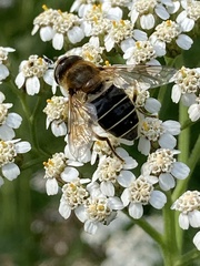 Eristalis nemorum