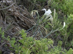 Pancratium maritimum