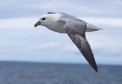 Fulmarus glacialis